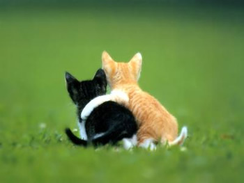 Gatti (343)